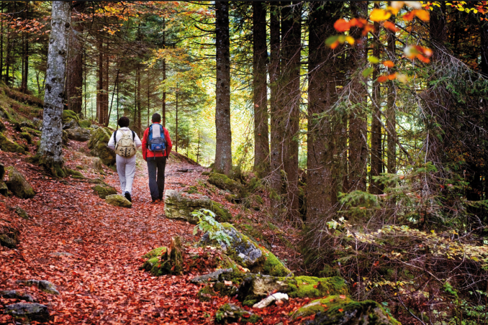 Passeggiando nel bosco di Rovetino vicino Rotella Sabato 13 Ottobre