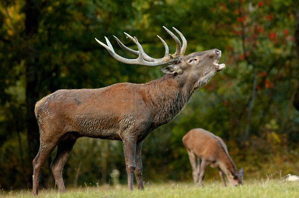 Alla ricerca del Cervo e del suo bramito Sabato 22 Settembre