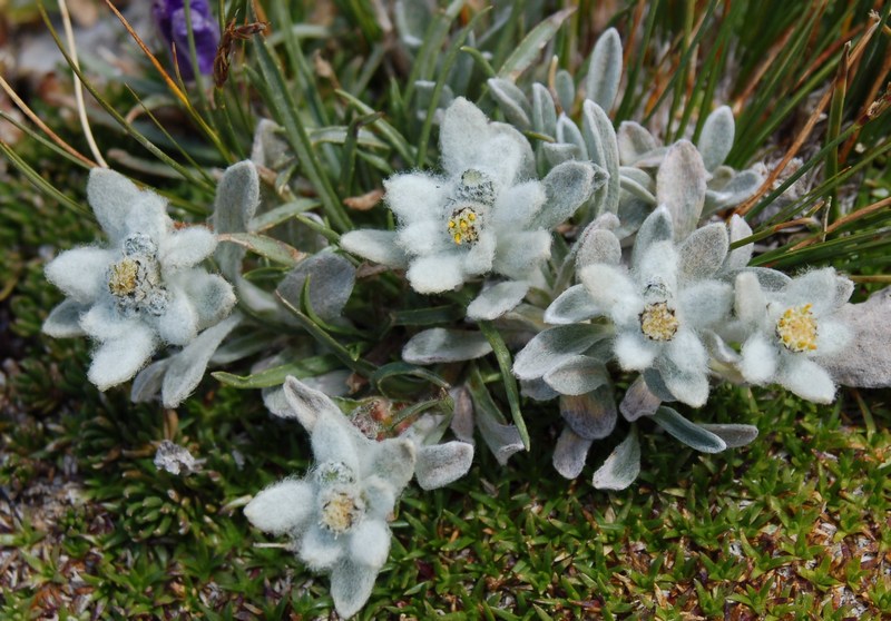 Stella Alpina dell'Appennino (Leontopodium nivale) fiore dei Monti Sibillini