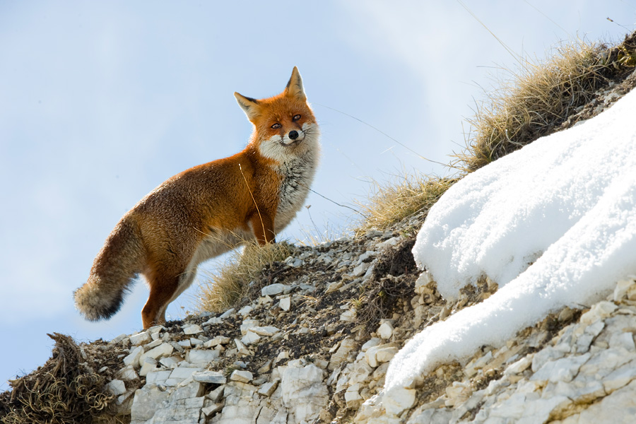 Volpe Rossa (Vulpes vulpes) animale selvatico che vive sui Monti Sibillini