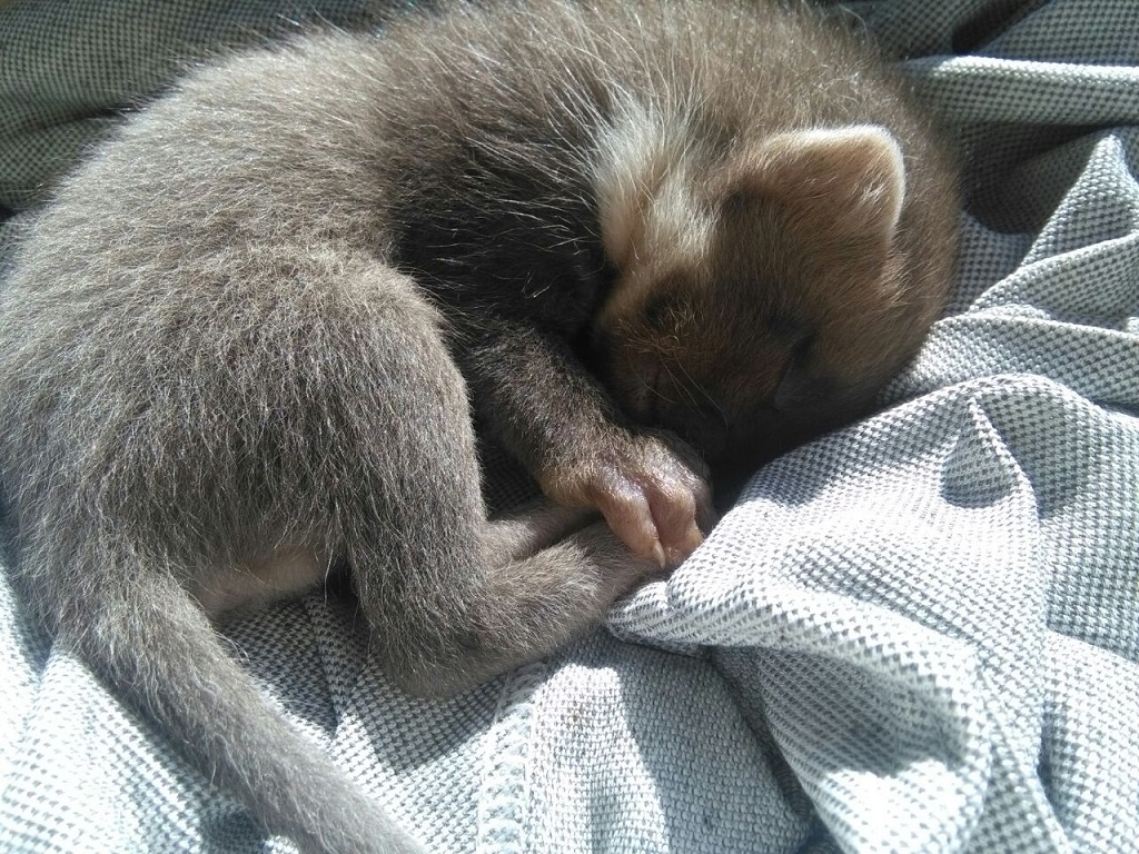 Faina (Martes foina) è un animale selvatico che vive sui Monti Sibillini